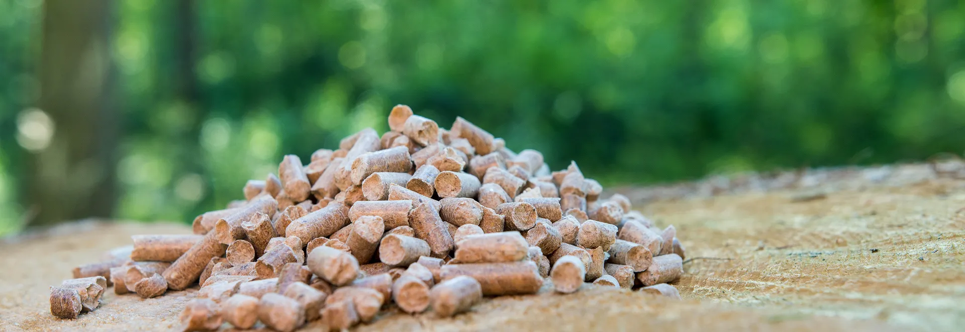 Holzpellets auf einem Baumstumpf in einem Wald. 